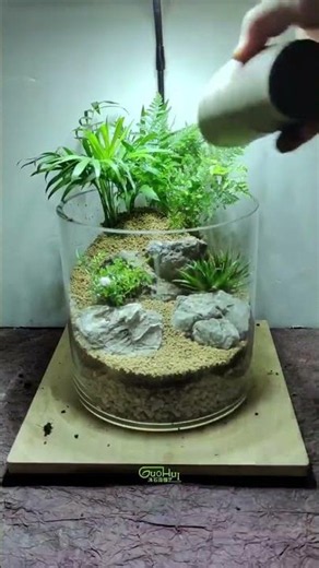 Creating terrarium in the jar