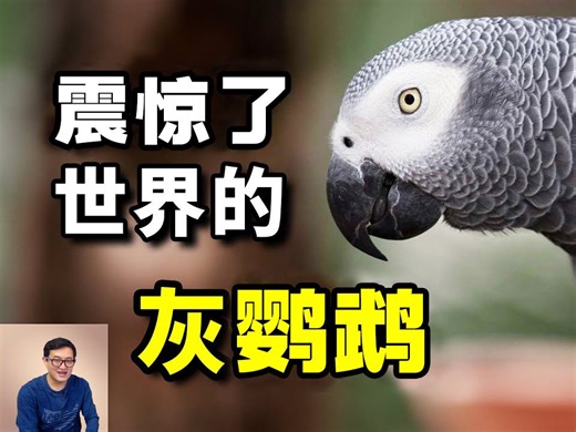史上最聪明的鸟——非洲灰鹦鹉亚历克斯，动物界的奇迹！这只鹦鹉到底说了什么？竟然让科学界如此关注！【老肉杂谈】