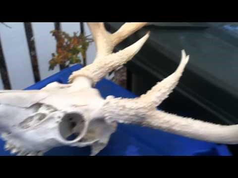 Bleaching Deer Skull DIY
