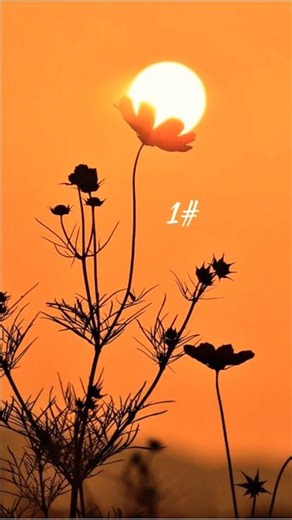 Perfect Timing Picture's #shorts​#shortsfeed​​ #perfecttiming​​ #photography​​ #aesthetic​​ #trendin