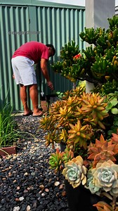 49 reactions · 31 shares | Planting carrots around my cauliflower flowers. This is another way to maximising the garden space if you have small garden. My cauliflowers are tall so the carrots at the base are good. #gardening #vegetablegardening #raisedbedgardening #deogardener #fyp #reelsviral #carrots | Deo N A Valenzuela | Facebook
