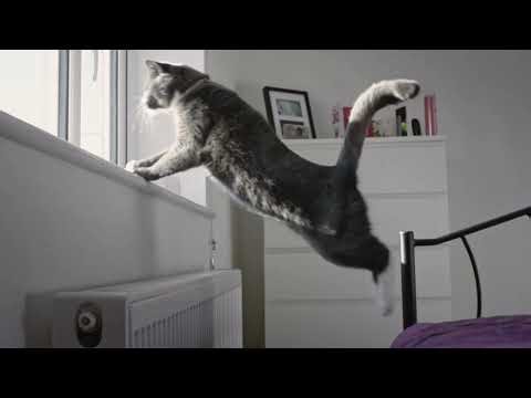 Cat's Pride: Go For the Medal