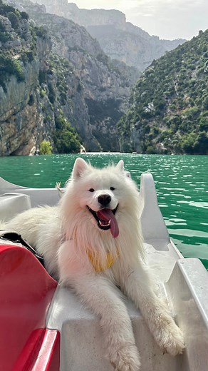 FELIX THE SAMOYED 🐶 on Instagram: "Life is better on a boat 🚤😁 How‘s your day guis? ❤️ #earwiggles #eardance #boat #provence #france #travel #lacstcroix . . . #reels #reelsinstagram #reelsviral #trend #viral #fun #samoyed #dog #samojede #fluffydog #whitedog #explore #cute #fyp #blogger_de #hund"