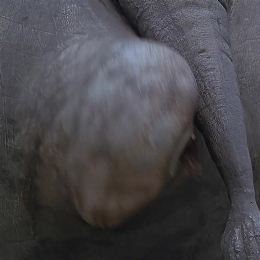 Rhino Birth Footage: A Rare Look at Nature's Miracle