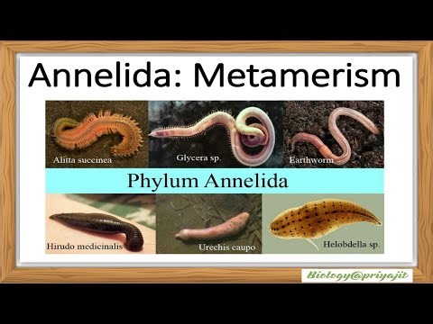 Metamerism in Annelida | Explained for UG, PG & CSIR-NET Life Science | Zoology Made Easy