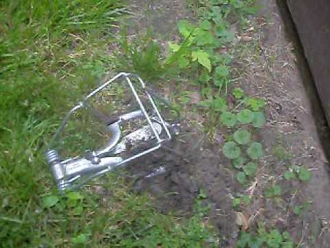 the best mole trap money can buy