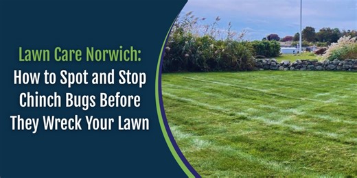 Lawn Care Norwich: How to Spot and Stop Chinch Bugs Before They Wreck Your Lawn