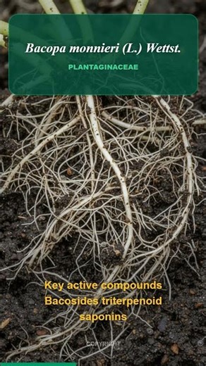 Unlock Your Brain Power with Bacopa Monnieri Ancient Nootropic Explained