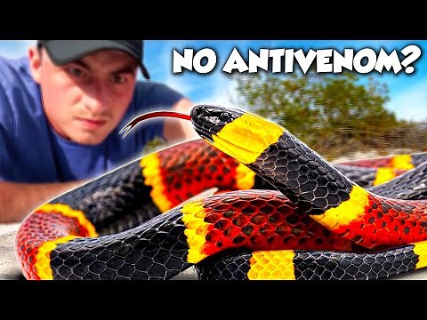 America's Most DANGEROUS Snake ISN'T From The Desert