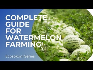 Complete Guide For WATERMELON 🍉 Farming |Part One|Ecosokoni TV Series
