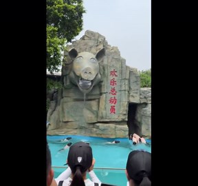 Pigs dive from pig-head statue into pool in Guangdong, China