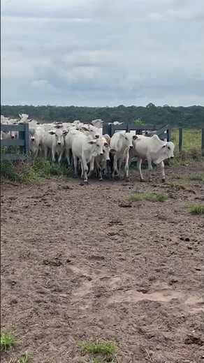 The smartest dog in the field 😱 The power of the Border Collie in farm work