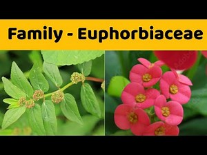Euphorbiaceae Family | Floral Formula | Economic Importance of Family Euphorbiaceae