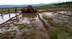Panau Nanyu District in Thangshang Naga area, Myanmar ploughing paddy field - a new technique to plough and level paddy field.👍🏼👍🏼 | The Nagas World