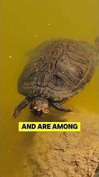 15 Facts About Red-Eared Sliders #pets #turtles #redearedslider