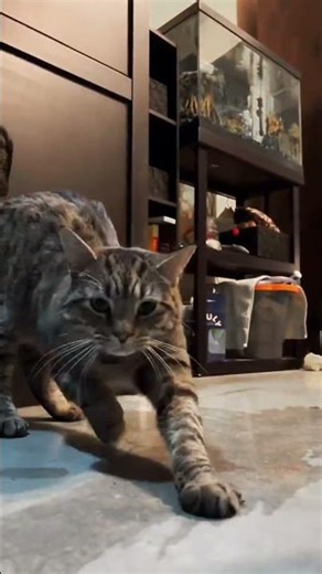 Im a sucker for a cat stretch 😹😻