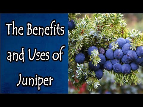 Benefits and Uses of Juniper
