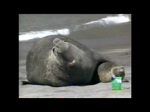 The Most Extreme - Fighters