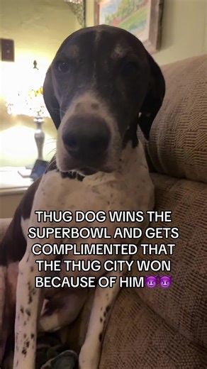Thug Dog Triumphs in Super Bowl Victory Celebration
