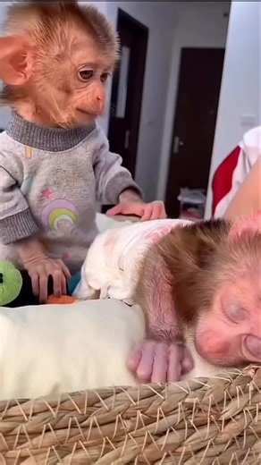 Macaque monkeys available (@macaque.monkeys.a)’s videos with original sound - Macaque monkeys available