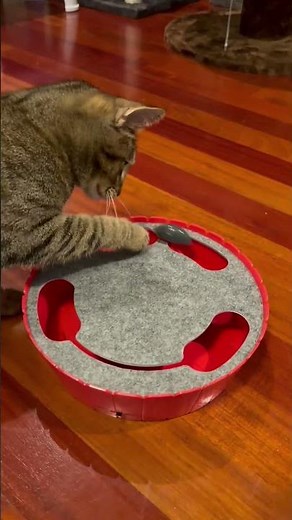 The best gift you could ever get your kitties 🥰 #christmas #cutecats #Cat