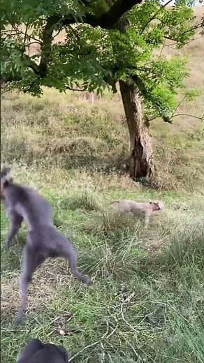 Pit Bull vs. American Bully What's the difference #pitbull #dog #viralvideo #viral