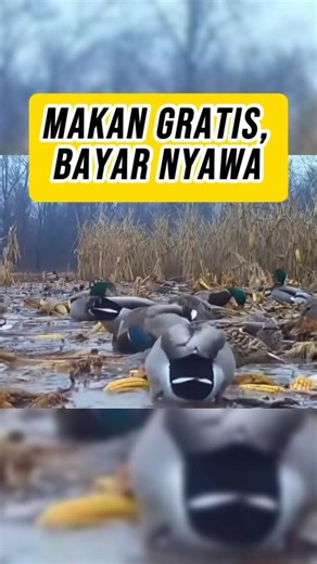 Bebek Kepala Hijau Dijebak Massal | Mallard Ducks Population Control???