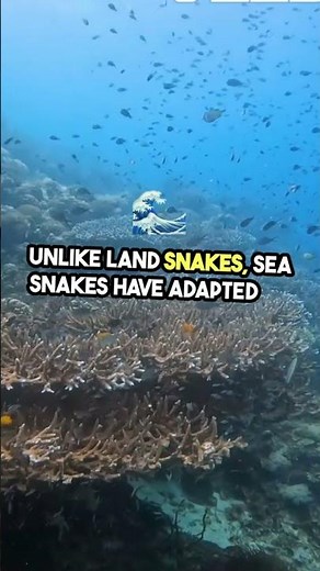 Sea Snakes | Venomous Wonders of the Ocean #seasnakes #snakes #seasnake