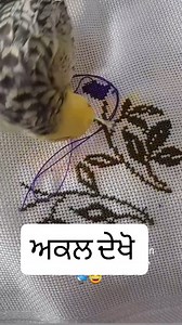 ਅਕਲ ਦੇਖੋ @modernkheti #intelligence #birdlovers #modernkheti #farmingvideo #punjabifarmers #punjab #farmlife #villagelife #viralreels #khetibadi🌱🌾 | Modern Kheti मॉडर्न खेती ਮਾਡਰਨ ਖੇਤੀ