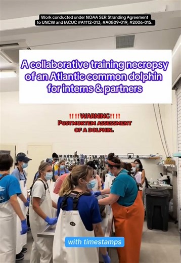 Last week, the Marine Mammal Stranding Program- MMSP @UNCW MMSP - held a training necropsy of an Atlantic common dolphin (Delphinus delphis). AND IT WAS SO COOL!!! 😎 Personnel from the Lowcountry Marine Mammal Network @LowcountryMarineMammals, NOAA, and UNCW’s Chemistry Dept. were in attendance. There were over 6 undergraduate interns, 8 graduate students, and 7 post-grad students (working or volunteering). This training allowed students to learn necropsy techniques and skills that are difficul