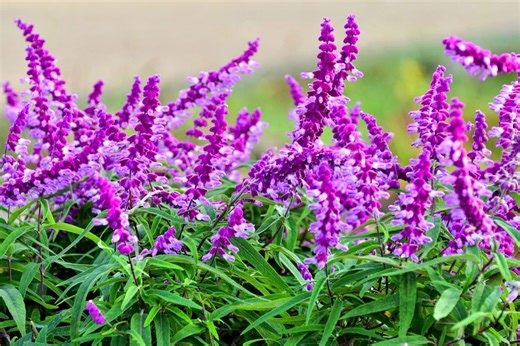 Top 10 fall blooming perennials for your garden