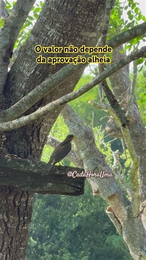 Pássaro silvestre de bico aberto