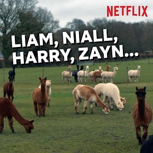 The moment when you realise two of the alpacas in The Stranger are named after Howard Donald and Jason Orange | Netflix
