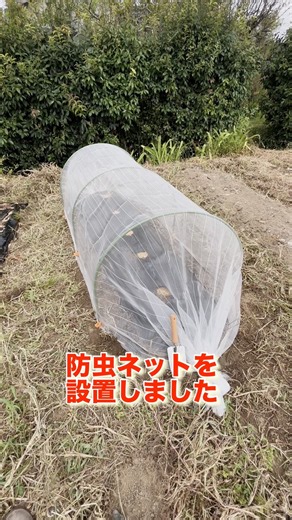 害虫対策❗️防虫ネットを設置しました #家庭菜園 #家庭菜園初心者 #農業 #農業初心者 #防虫ネット #大根栽培#大根 #にんじん #田舎暮らし #癒し