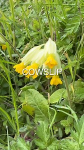 #Cowslip not to be confused with #primrose although they are cousins and very similar, they also flower at around the same time. Cowslip, named after the turds in which it grows, is also know as Peter’s Keys as it was reputed to grow where St Peter dropped the keys to heaven. One can only assume he found them, probably with one of those key rings that beep when you whistle. A wonderful spring flower, sadly in decline due to lost of habitat so don’t go harvesting it, maybe just a taste. . . . . #