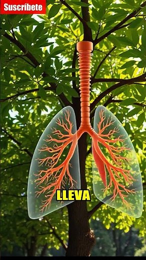 BRONQUIOS: ¡Las Ramas Vitales!🌳 #salud #curiosidades #biologíahumana #anatomíahumana #cuerpohumano