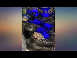 Zoo Med Repti Rapids Led Waterfall Skull review