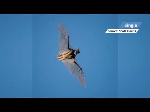 E71 Naturally Scott Adventures – 20 Million Bats: The Greatest Wildlife Show on Earth 🦇🌅e