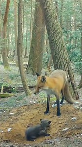 オンタリオ湖周辺で春に生まれた子ギツネ達が一緒に遊んだりじゃれ合ったりすることで狩りの技術や社会性を身につけて成長する様子
