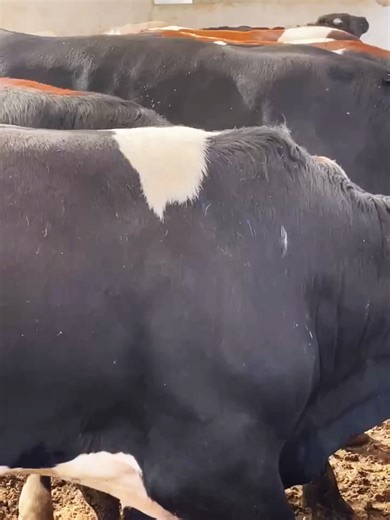 لما تحط علف غالي وبروتين عالي و الهضم مش شغال العجل بياخد العلف و ينزل في الأرض من غير فايدة لو ضيفت للعلف حاجة طبيعية شعرته تلمع نفسه مفتوحة عالعلف العجل بيحول فلوسك للحم مش روث ده اللي بتعمله الروتالست لو عايز تفاصيل اكتر سيب رقمك في كومنت #توك_توك #اكسبلور #المزارع #علف #تيك #FOR #المواشي #مواشي #تسمين