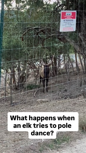 He’s trying to show off for the girls. | Keith Allen West | Facebook