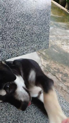 🐶 Inky🐃 keeps high-fiving me, asking for treats!