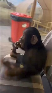 The cutest baby chimpanzee | Wildlife Wonders