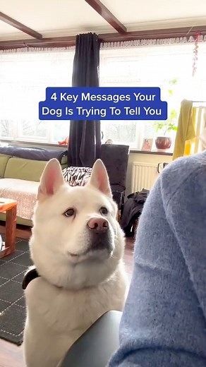 Dog body language 101! Send this to another dog owner, so they know what their pooch is trying to tell them! #dogbehavior #dogfacts #dogs | PetLab Co.