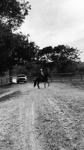 Caballo Criollo Colombiano paso fino: cómo es y por qué encanta