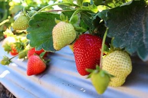 Top Problems Growing Strawberry Plants and How to Fix Them - Ready To DIY