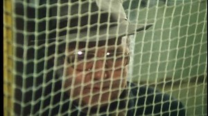 Enquêtes de Maigret-(Les)-Jean Richard-1976-ep31-Maigret chez les Flamands-dvd