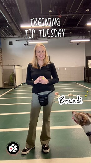 ✨ Training Tip Tuesday ✨ Brandy 🐶 is helping Jamie show how to teach your dog fetch - a fun way to burn energy and build confidence! 🎾💛 Fetch is learned in small steps: spark interest, reward the grab, build the return, and teach a clean “drop.” Simple, positive, and great enrichment! ✅ Mental exercise ✅ Physical play ✅ Confidence-building 👉 Reserve your spot in our training classes: https://hinsdalehumanesociety.org/training/ #TrainingTipTuesday #DogTraining #PositiveReinforcement #FetchTra