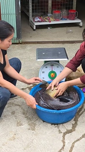 Traditional fish traps, using bamboo to make fish traps under large streams - harvest 20kg of fish. #bac_wanderingboy #trapfish #fishtrappingskills | Monkey SoK Ya