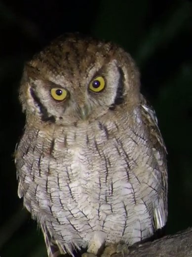 Owl searching in Manu National Park, Peru 🦉🌿 This is real birdwatching in Peru. Night birding deep in the Amazon rainforest with expert guides on a true Peru birding tour. Manu National Park is one of the top destinations in the world for birders, wildlife photographers, and nature travelers. If you’re planning a trip to Peru, Manu National Park birding tours offer unmatched biodiversity and unforgettable wildlife encounters. #ManuNationalPark #BirdingPeru #PeruBirdingTours #OwlWatching #Birdw